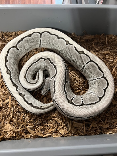 VPI Axanthic Desert Ghost Pinstripe Ball Python by Ozzy Boids LLC