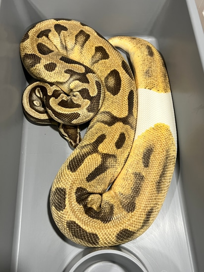 Orange Dream YB Enchi Leopard Pied Het Hypo (One Eye) Ball