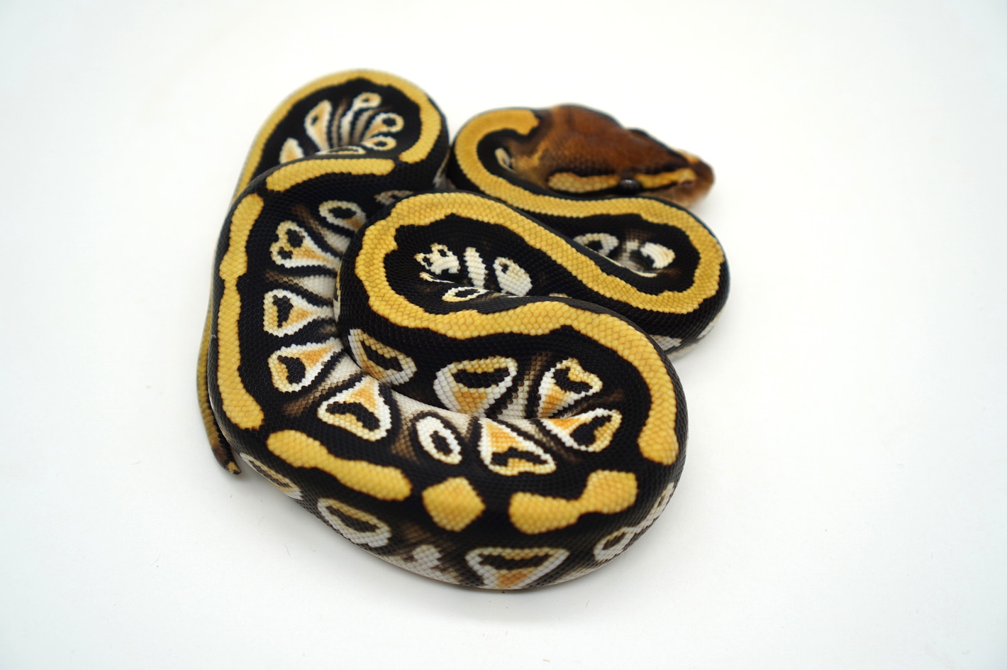 High Intensity Orange Dream Russo Cypress Het Clown Ball