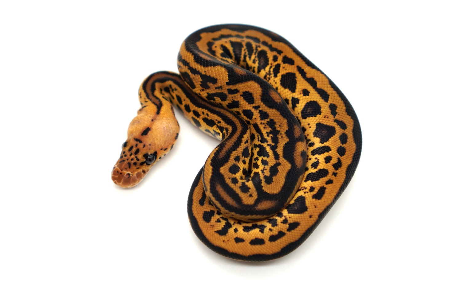 Pastel Leopard Confusion Clown 66% Pos Het Lavender Profile Picture