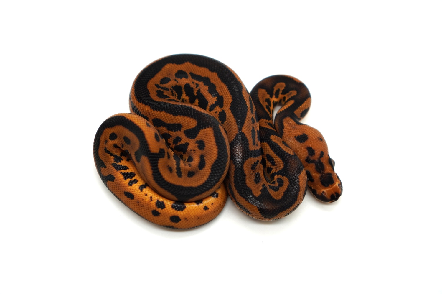 Orange Dream YB Leopard Confusion Clown 66% Het Lavender Albino Profile Picture