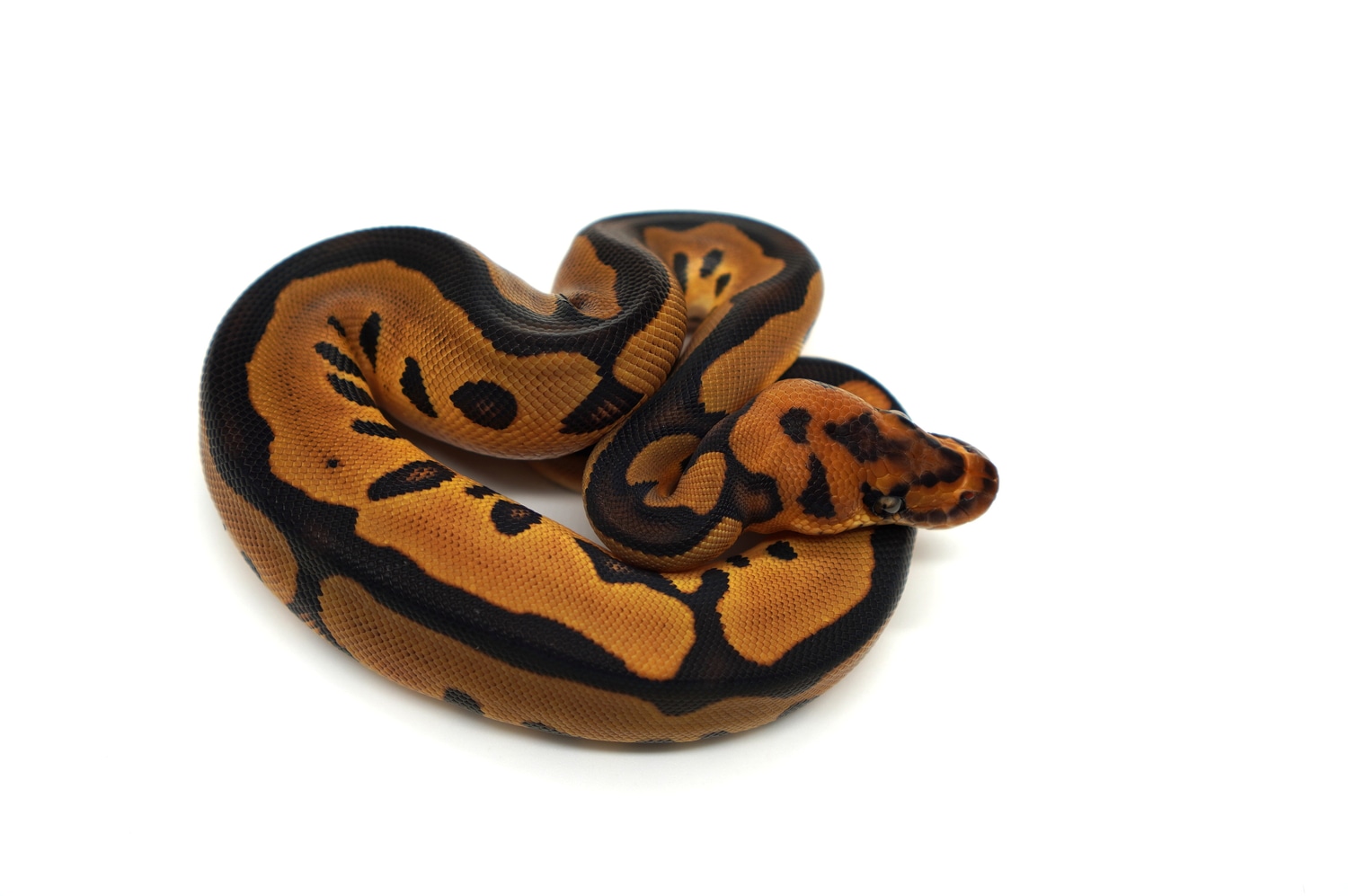 YB Enchi Leopard Clown 66% Het Lavender Albino Profile Picture