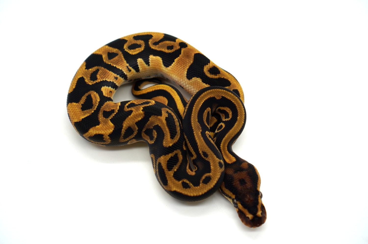 Orange Dream Confusion Leopard Het Clown 66% Het Lavendar Profile Picture
