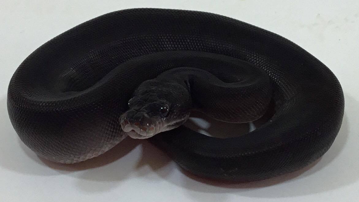 Cinnamon Suma 50% Het Pied Ball Python by P5Pythons - MorphMarket