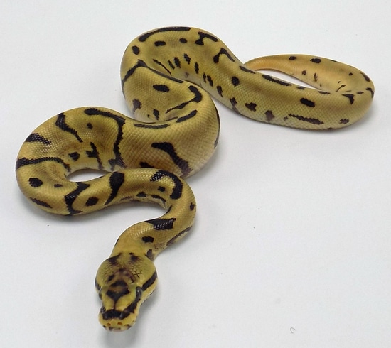 Leopard Spider Ball Python Fire Leopard Spider Ball Python by P5Pythons