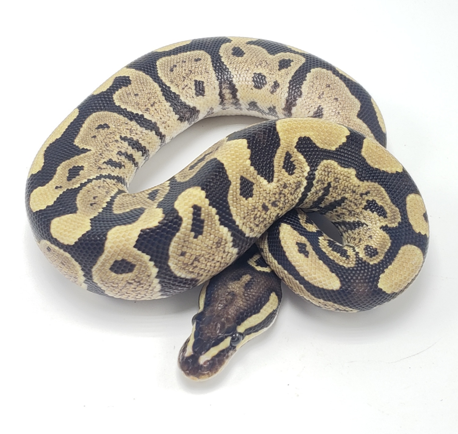 Fire DH VPI Axanthic Desert Ghost Ball Python by P5Pythons - MorphMarket