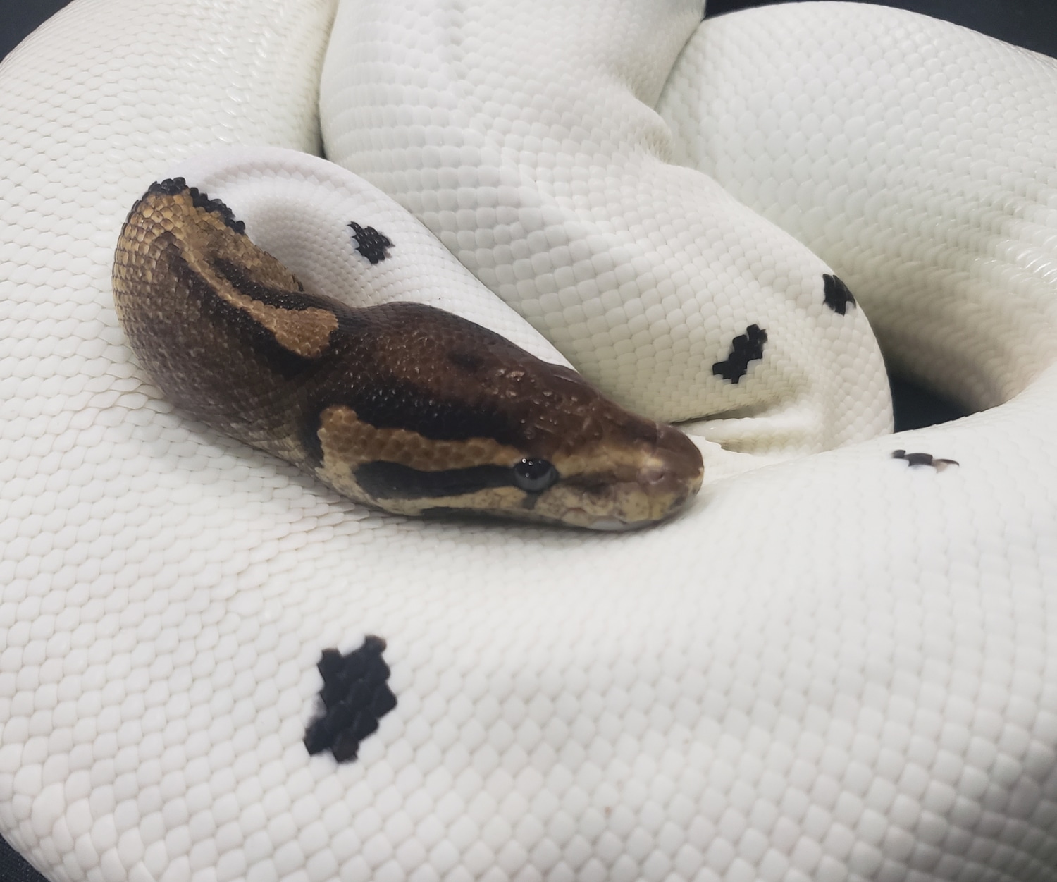 Cinnamon Pied Ball Python by P5Pythons - MorphMarket