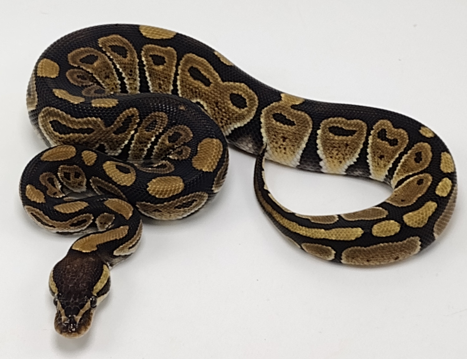 DH VPI Axanthic Desert Ghost 50% Het Clown Ball Python by P5Pythons ...