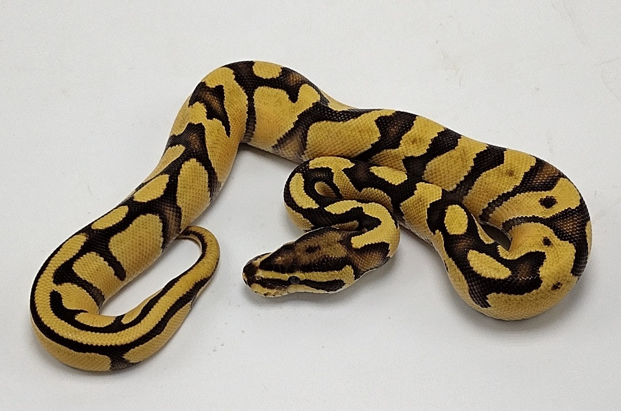 Fire Enchi Orange Dream Ball Python by P5Pythons - MorphMarket