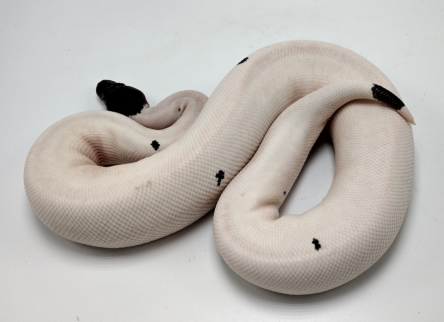 Cinnamon Suma Pied Ball Python by P5Pythons - MorphMarket