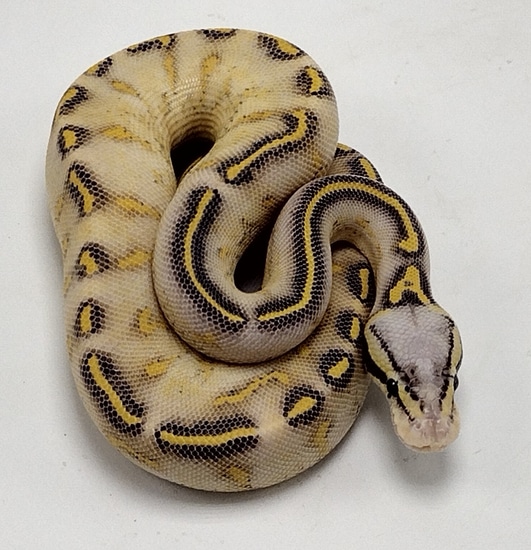 Pastel Highway Ball Python by P5Pythons