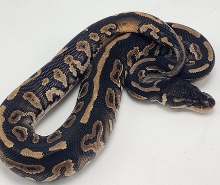 Cinnamon Mahogany Pied Ball Python by P5Pythons - MorphMarket