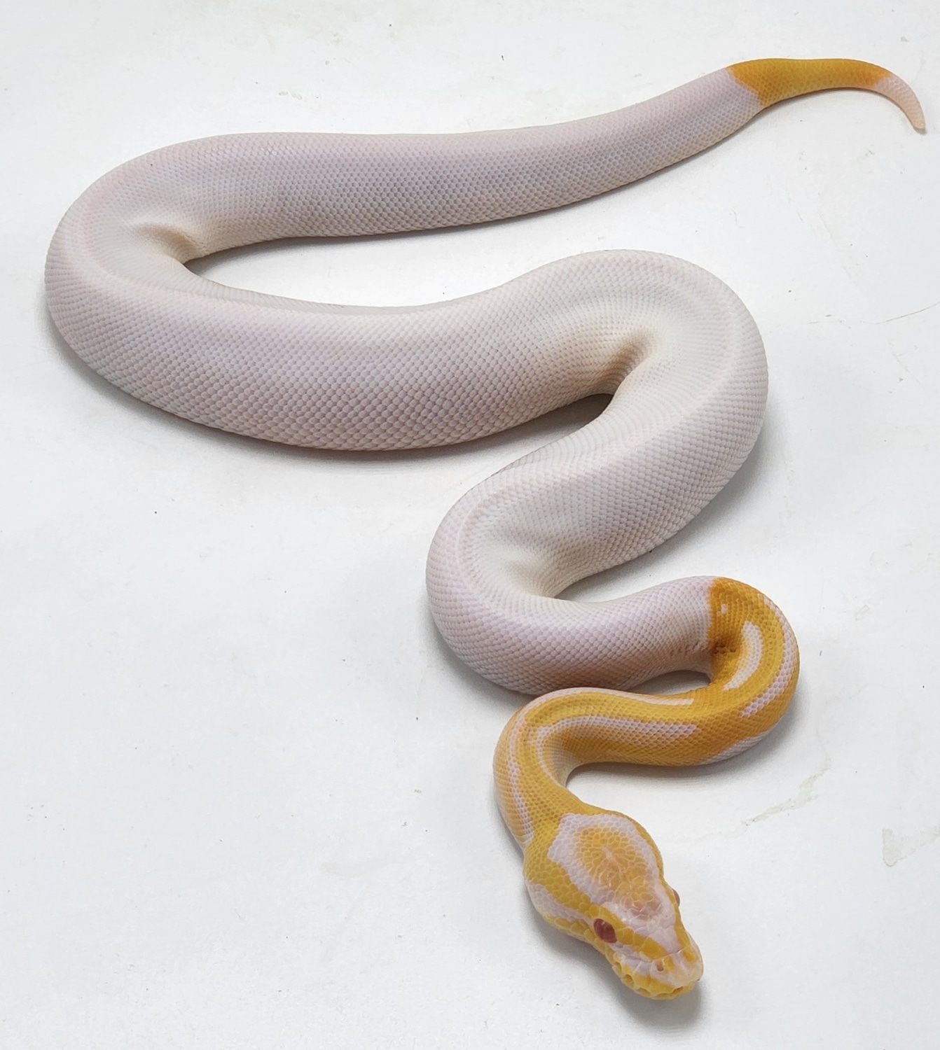 Albino Pied Ball Python by P5Pythons - MorphMarket