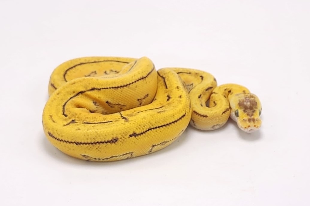 Pastel Enchi Pinstripe Puzzle Ball Python by P5Pythons MorphMarket