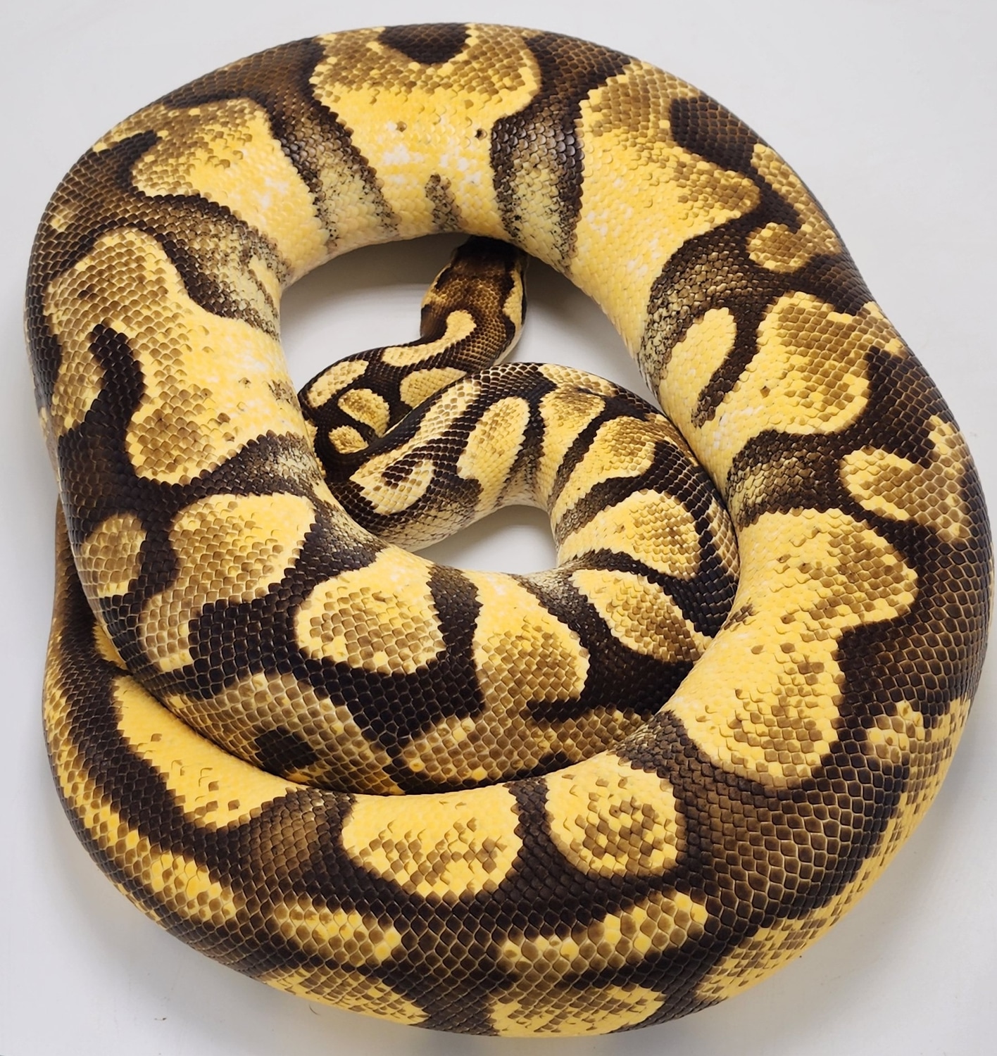 Calico Enchi Pastel Ball Python by P5Pythons - MorphMarket