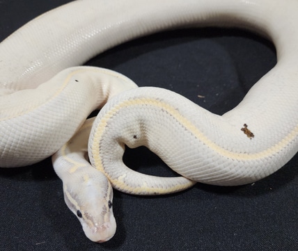 Cinnamon Mahogany Pied Ball Python by P5Pythons - MorphMarket