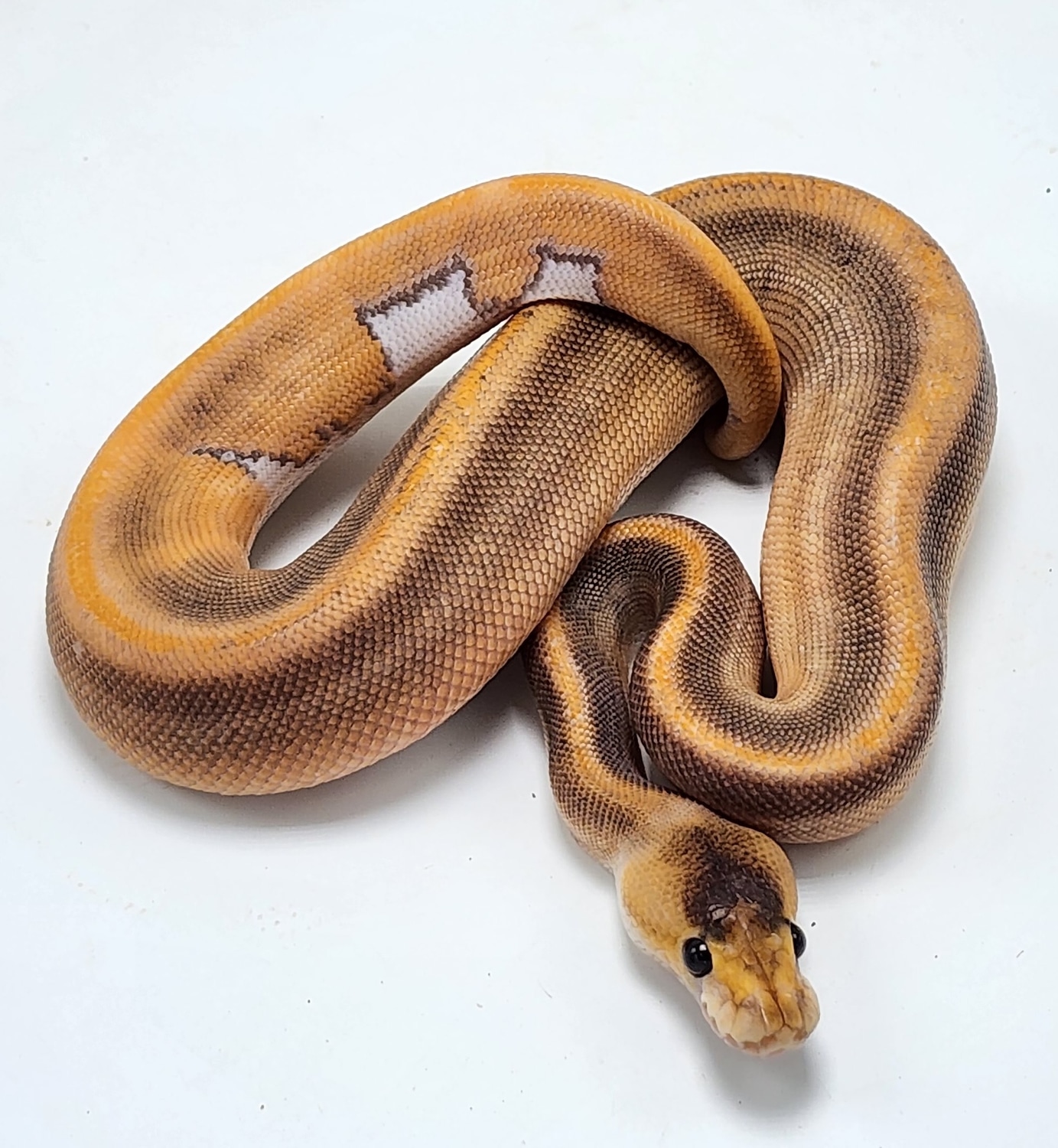 Black Pastel OR Cinnamon Champagne Ball Python by P5Pythons - MorphMarket