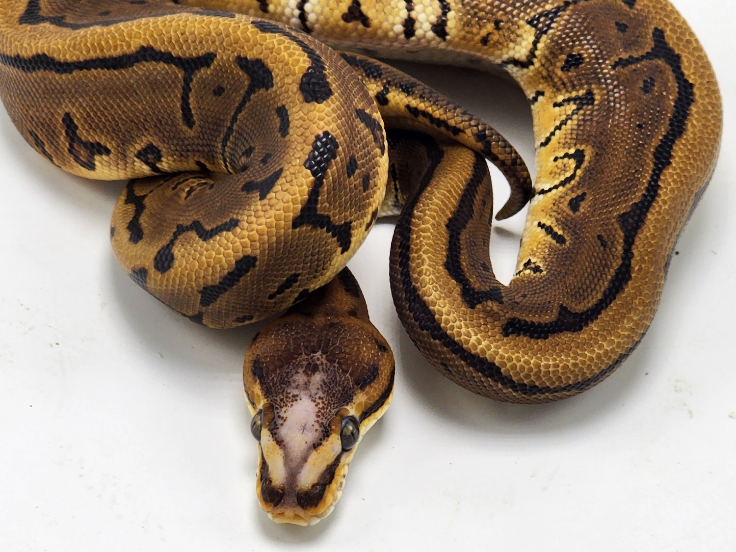 Pinstripe Leopard Scaleless Head Ball Python by P5Pythons - MorphMarket