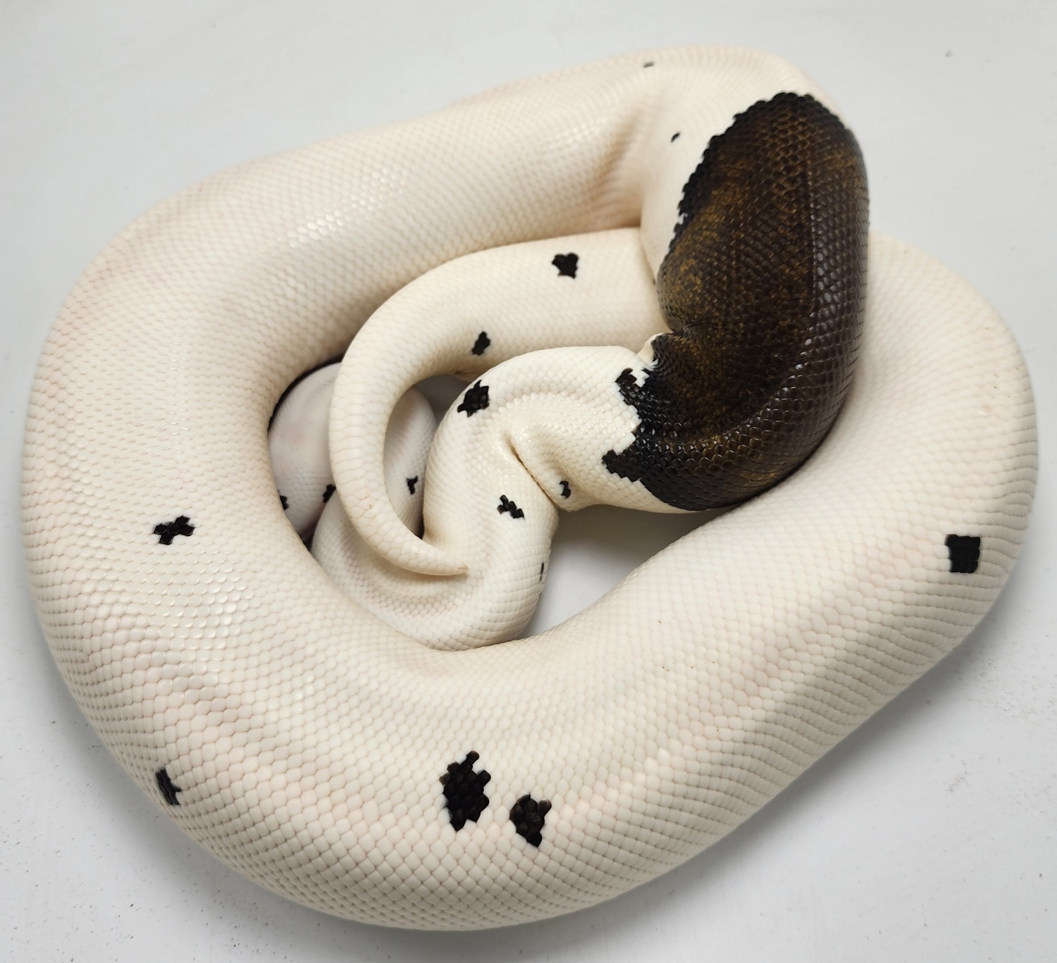 Cinnamon Mahogany Pied Ball Python by P5Pythons - MorphMarket