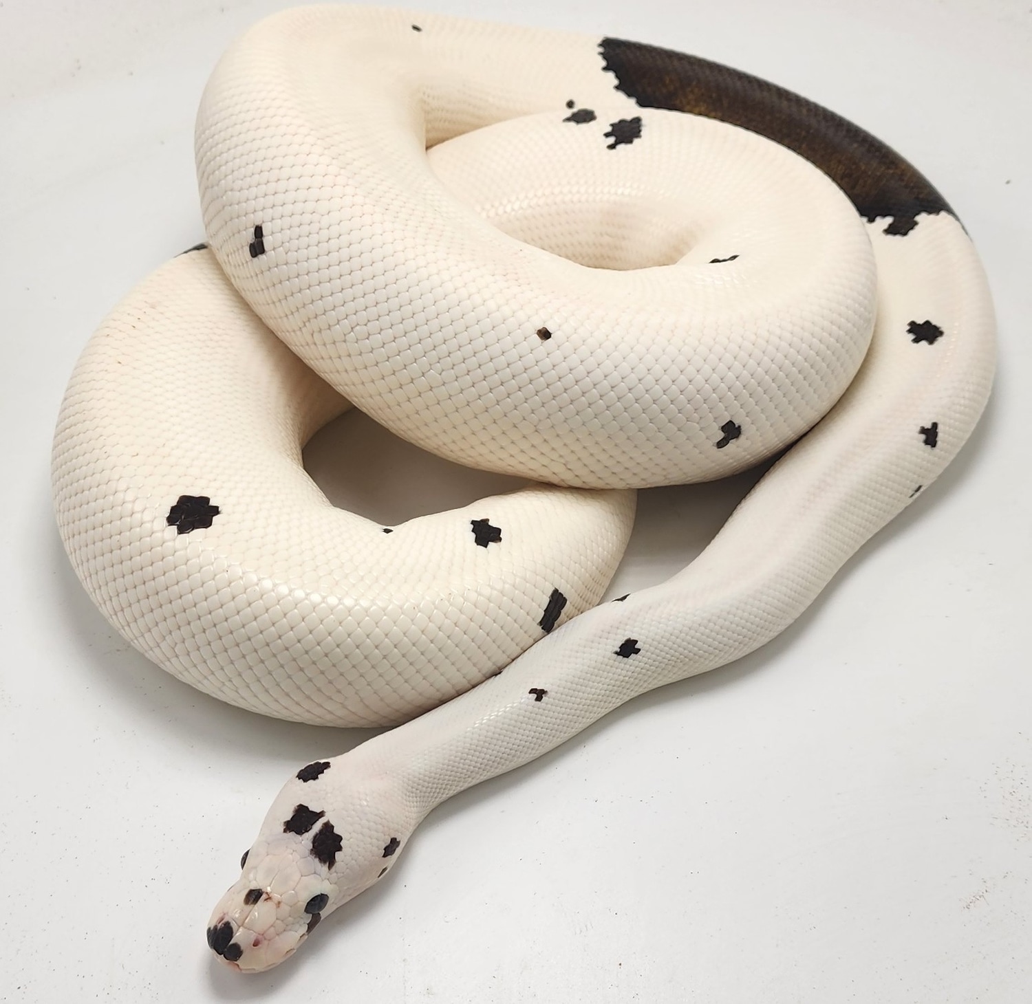 Cinnamon Mahogany Pied Ball Python by P5Pythons - MorphMarket