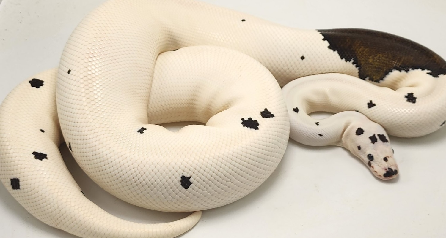 Cinnamon Mahogany Pied Ball Python by P5Pythons - MorphMarket