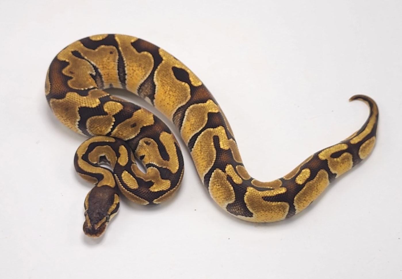 Enchi Het Puzzle Ball Python by P5Pythons - MorphMarket