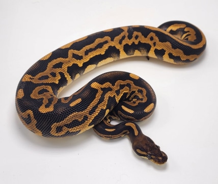 Cinnamon Suma Het Pied Ball Python by P5Pythons - MorphMarket