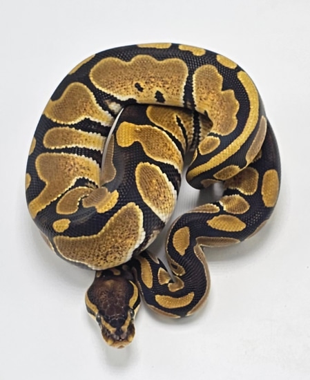 DH VPI Axanthic Genetic Stripe Ball Python by P5Pythons