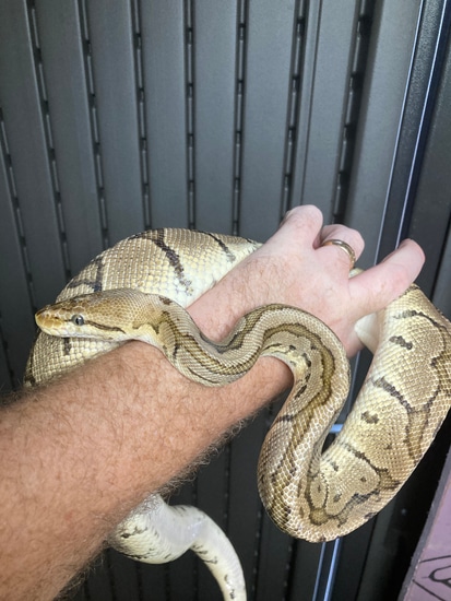 Chocolate Pinstripe Pastel Pos Fire Ball Python by P 7 Pythons