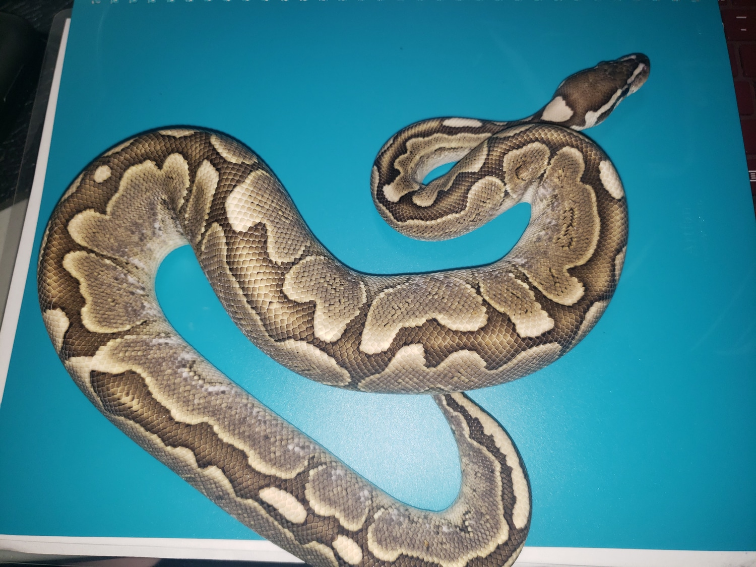 Bamboo Male 371g *Free Shipping* Ball Python by Pacific Rim Serpents LLC MorphMarket