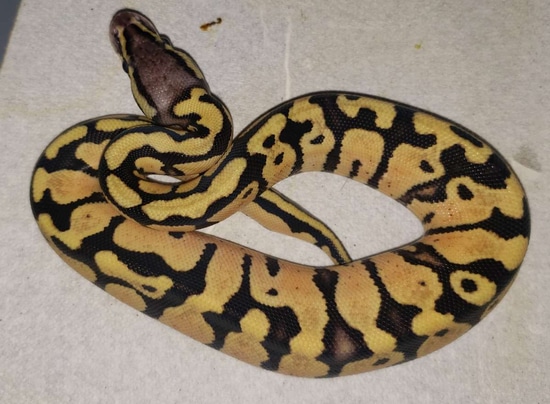 Vanilla Pastel Het Desert Ghost Male Ball Python by Pacific Rim ...