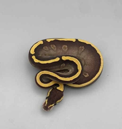 GHI Mojave Red Stripe Het Clown 50% Het Genetic Stripe Ball Python by ...