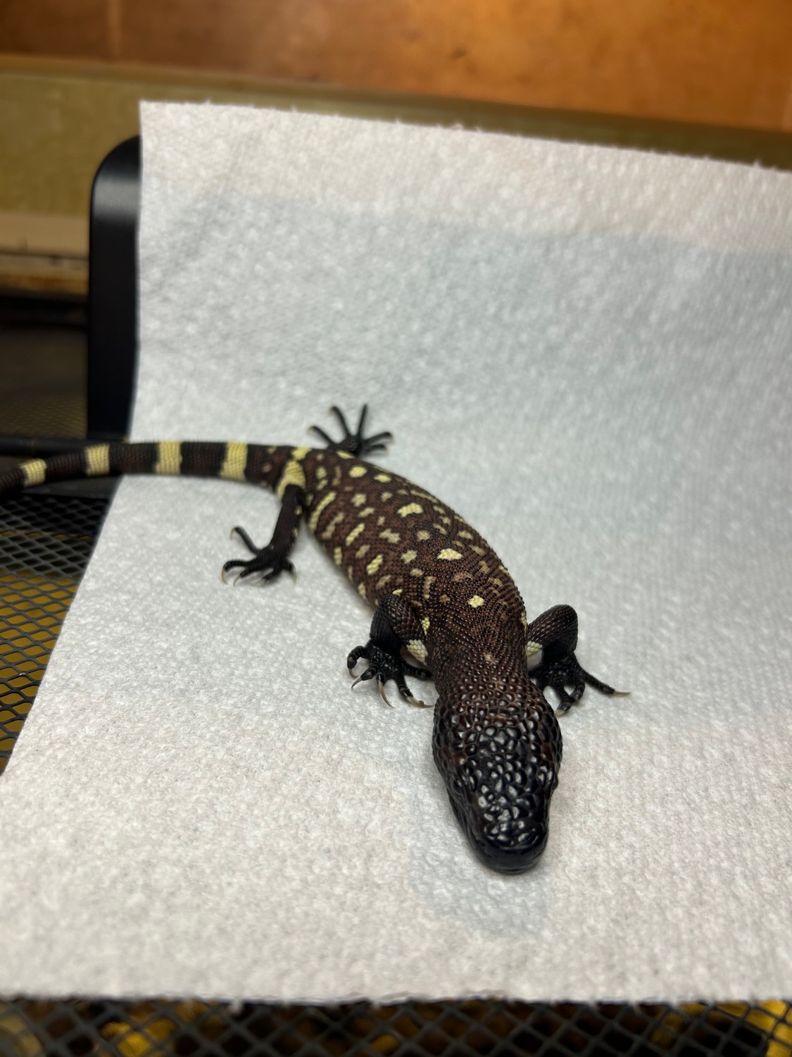 Mexican Beaded Lizard by PaleoExotics MorphMarket