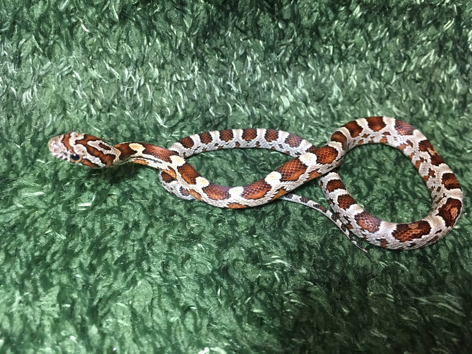 Sunkissed - Het Anery Corn Snake by SnakeSmithS - MorphMarket