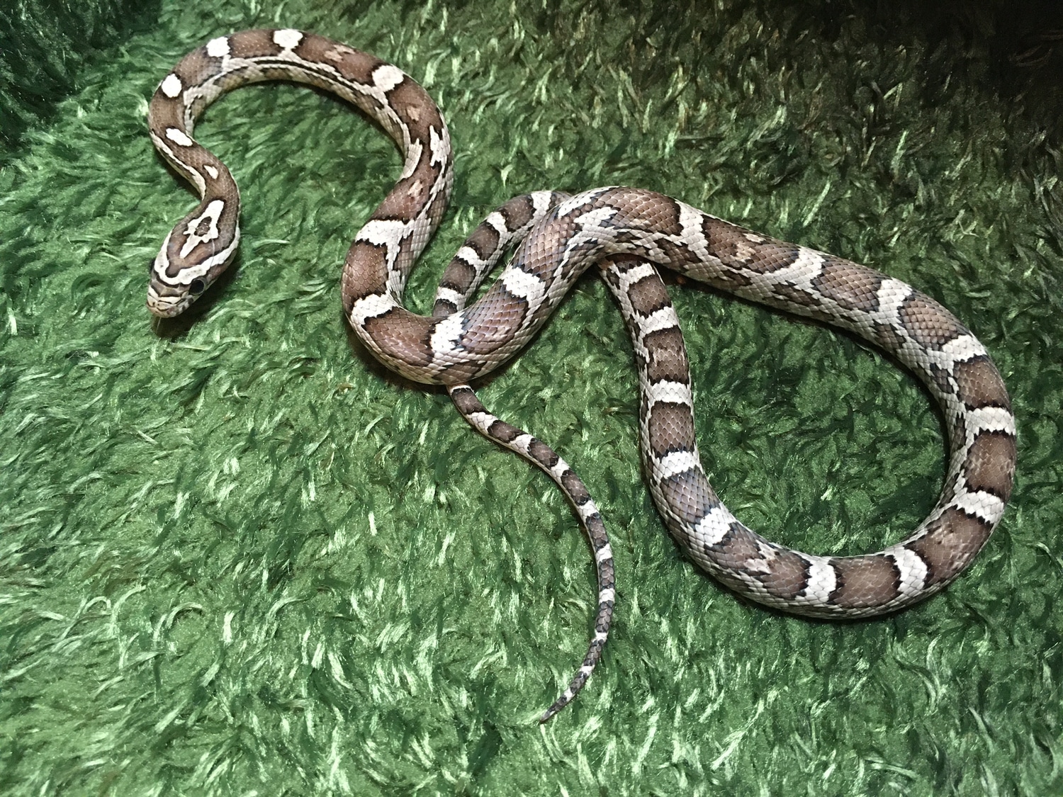 Anery Corn Snake by SnakeSmithS MorphMarket