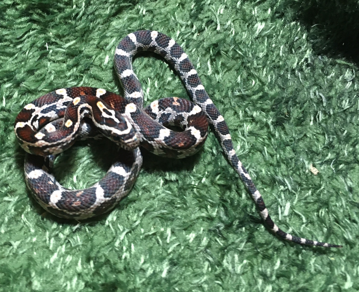 Okeetee Corn Snake by SnakeSmithS MorphMarket