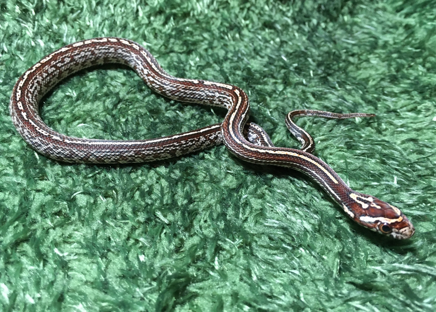 Tessera - Het Amel & Anery Corn Snake by SnakeSmithS - MorphMarket
