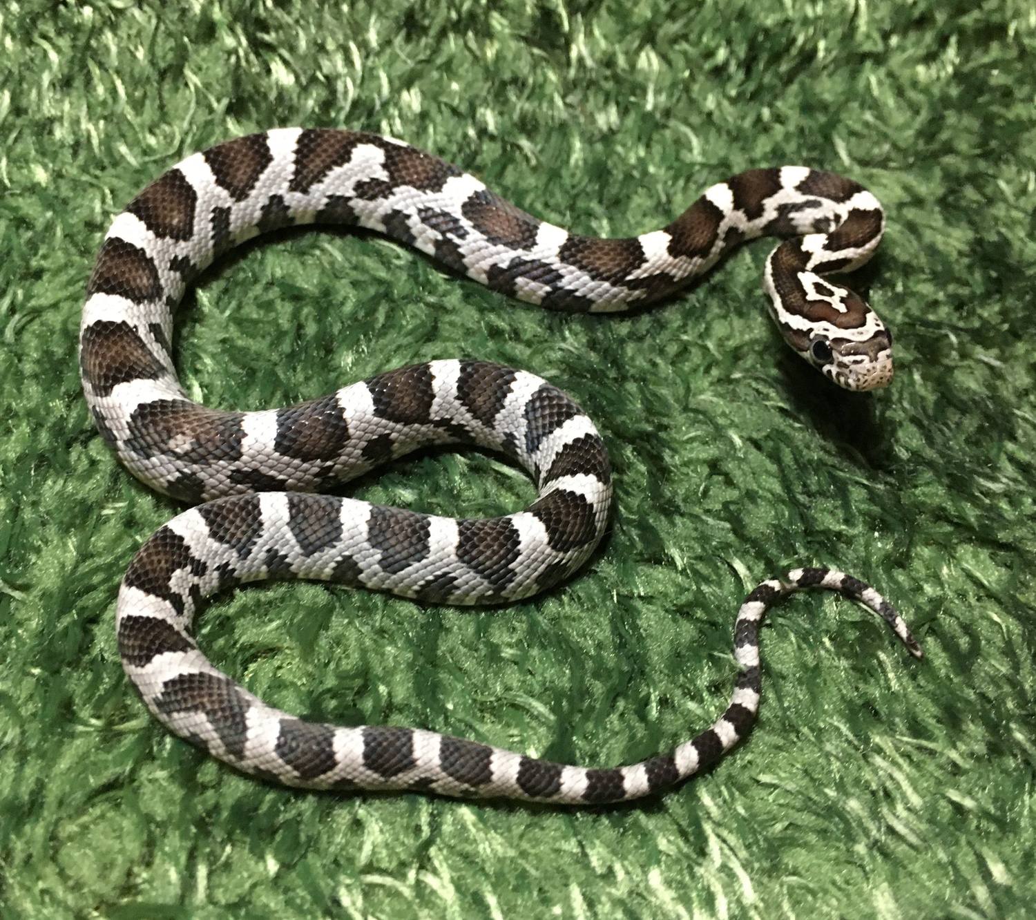 Anery - 100% Het Amel Corn Snake by SnakeSmithS - MorphMarket