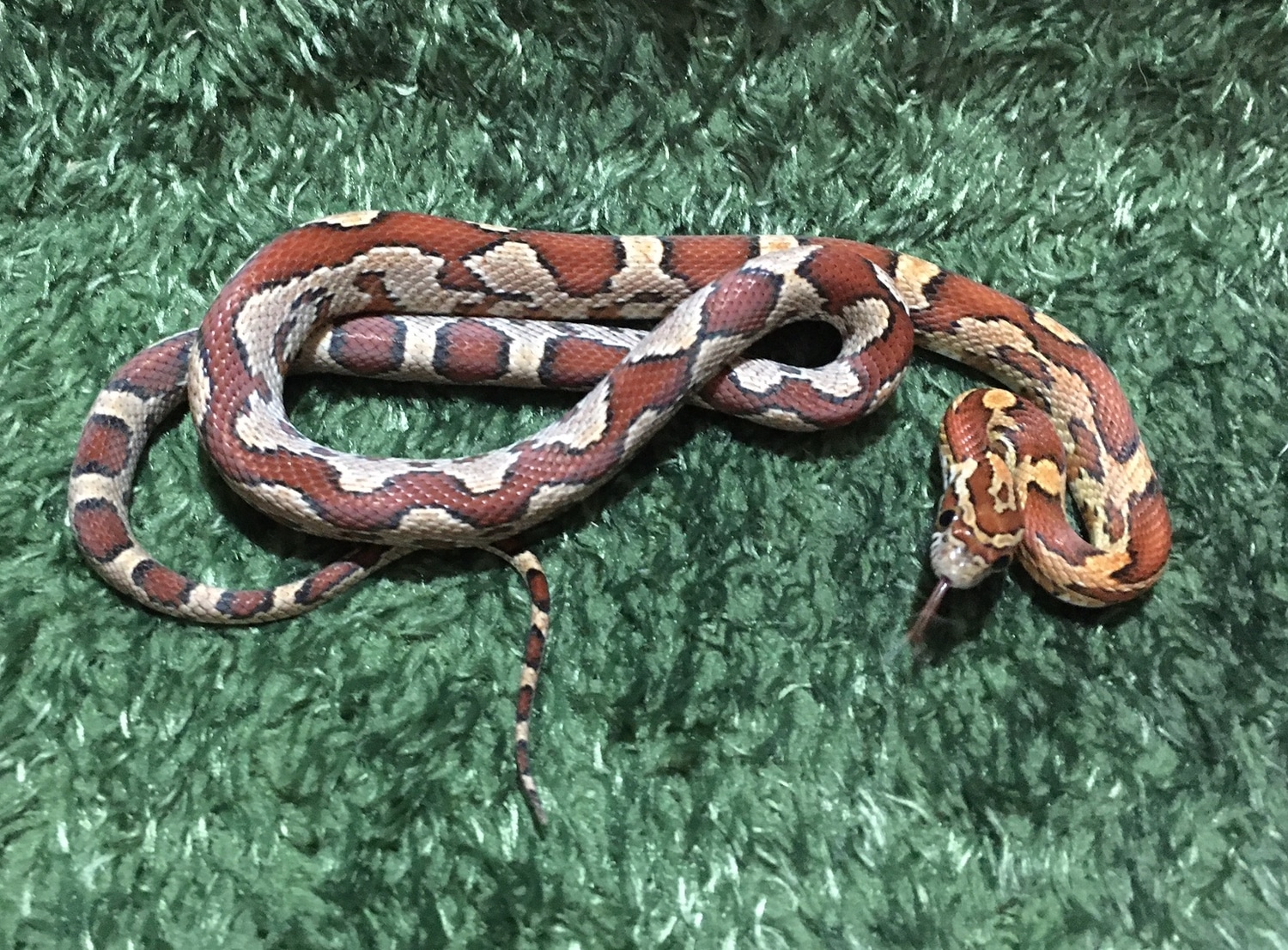 Normal Zigzag Corn Snake by SnakeSmithS MorphMarket