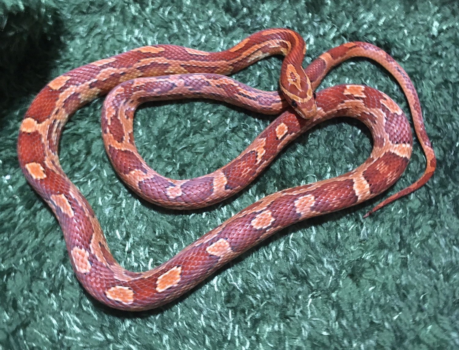 Aztec Yearling Corn Snake by SnakeSmithS MorphMarket