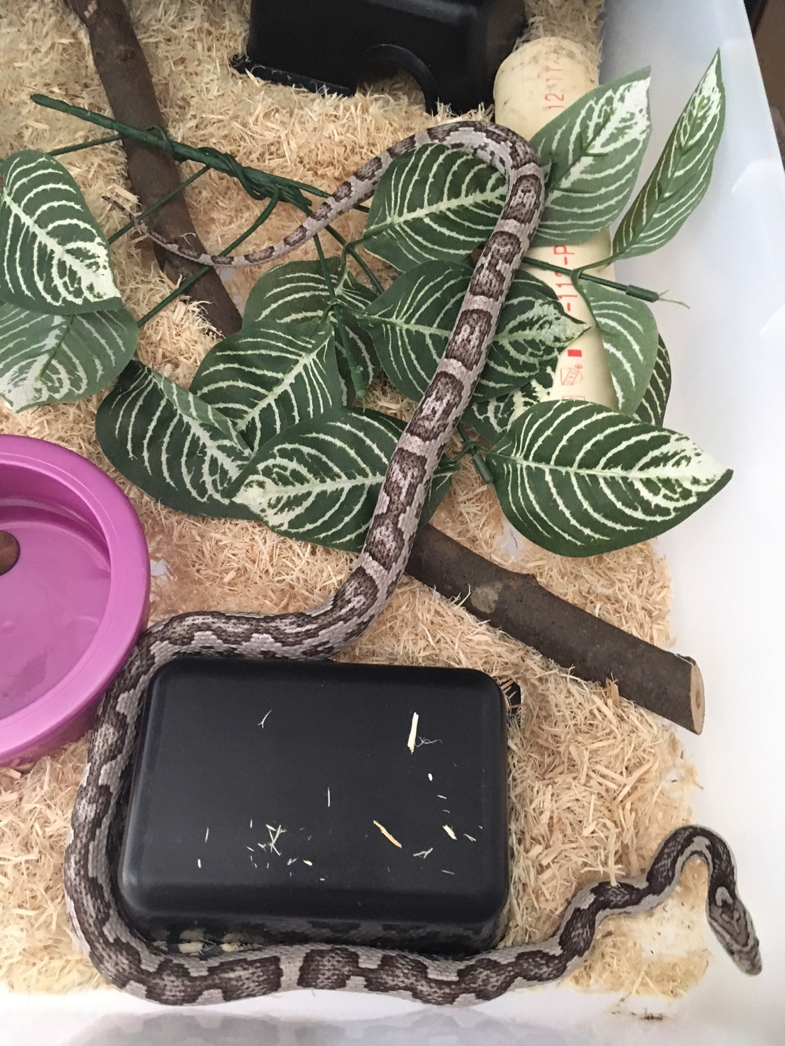 Okeetee Anery Coral Zigzag Adult Female Corn Snake by SnakeSmithS