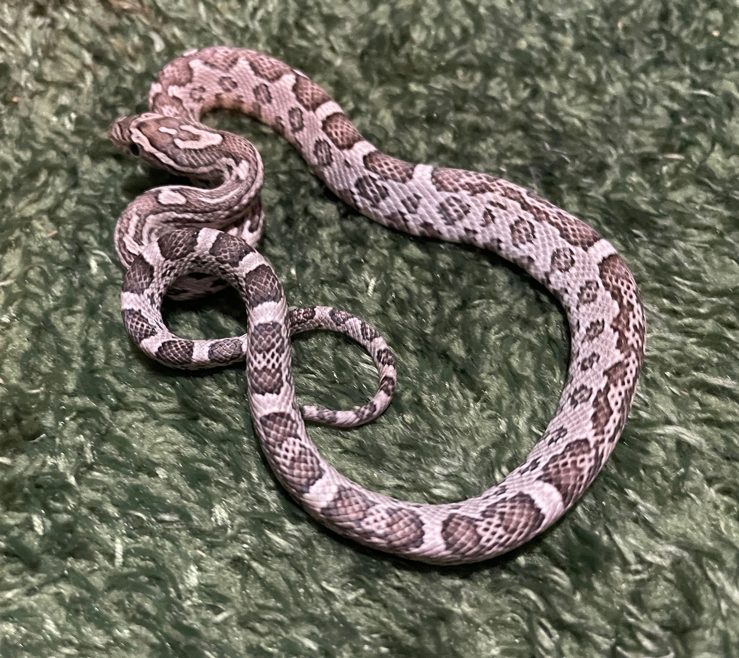 Anery Miami Partial Zigzag Corn Snake by SnakeSmithS MorphMarket