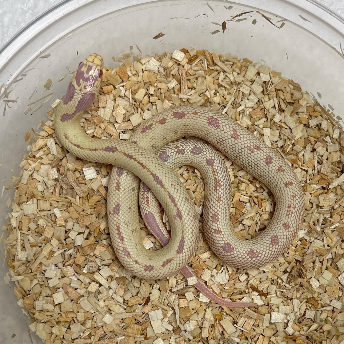 Albino Banana California Kingsnake by Palm Beach Colubrids LLC