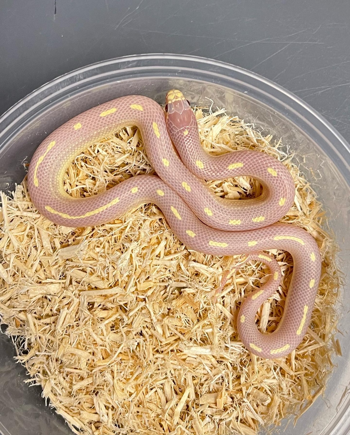 Lavender California Kingsnake by Palm Beach Colubrids MorphMarket