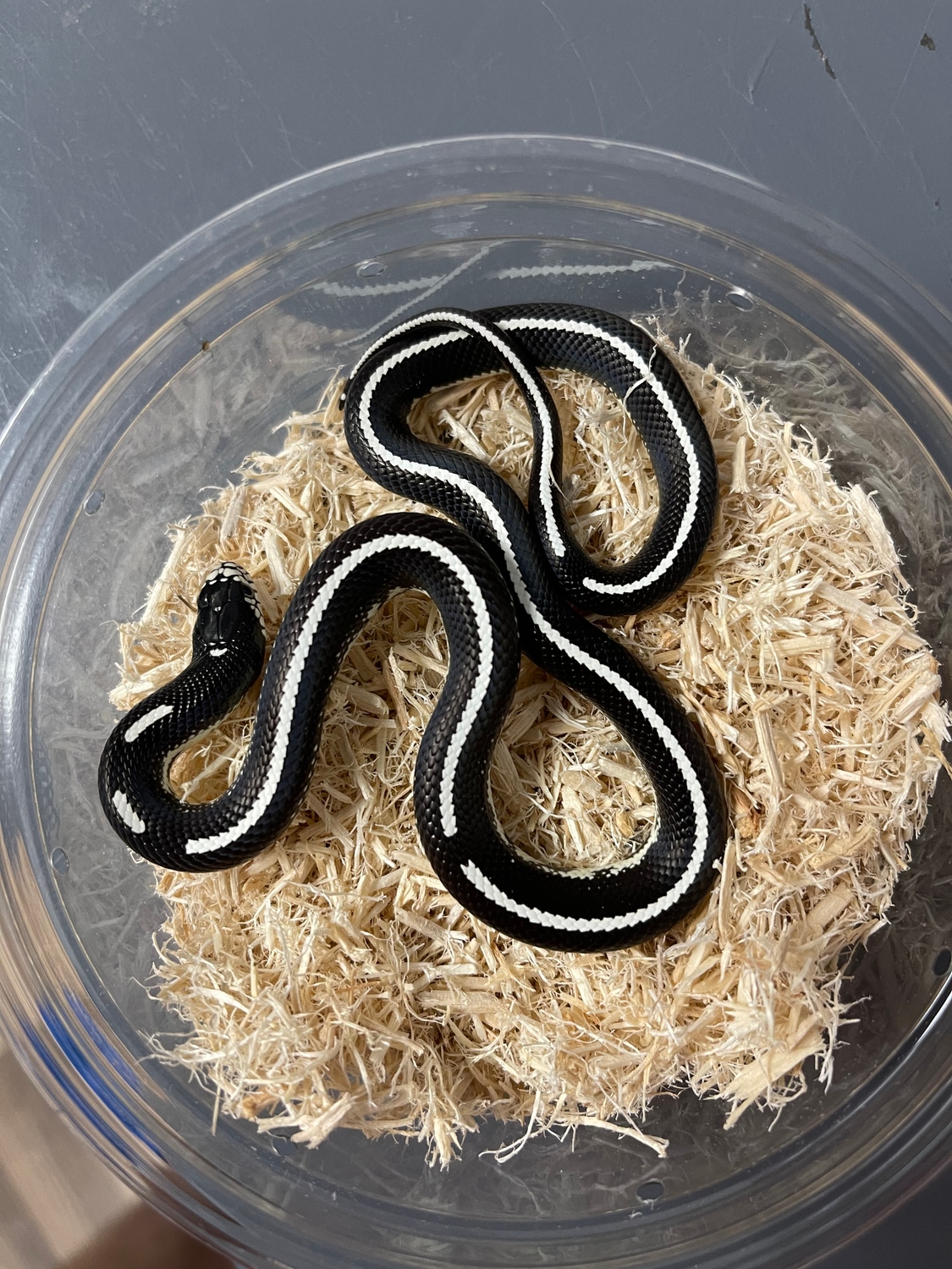 Scissors Crossing California Kingsnake by Palm Beach Colubrids LLC
