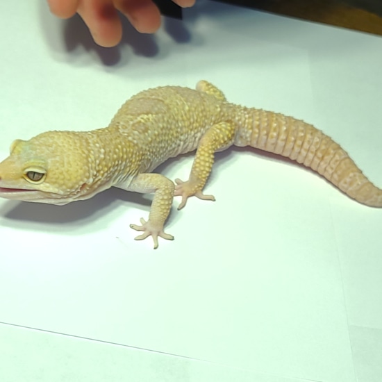 Bold Stripe Bell Albino Leopard Gecko by Palmetto State Pythons
