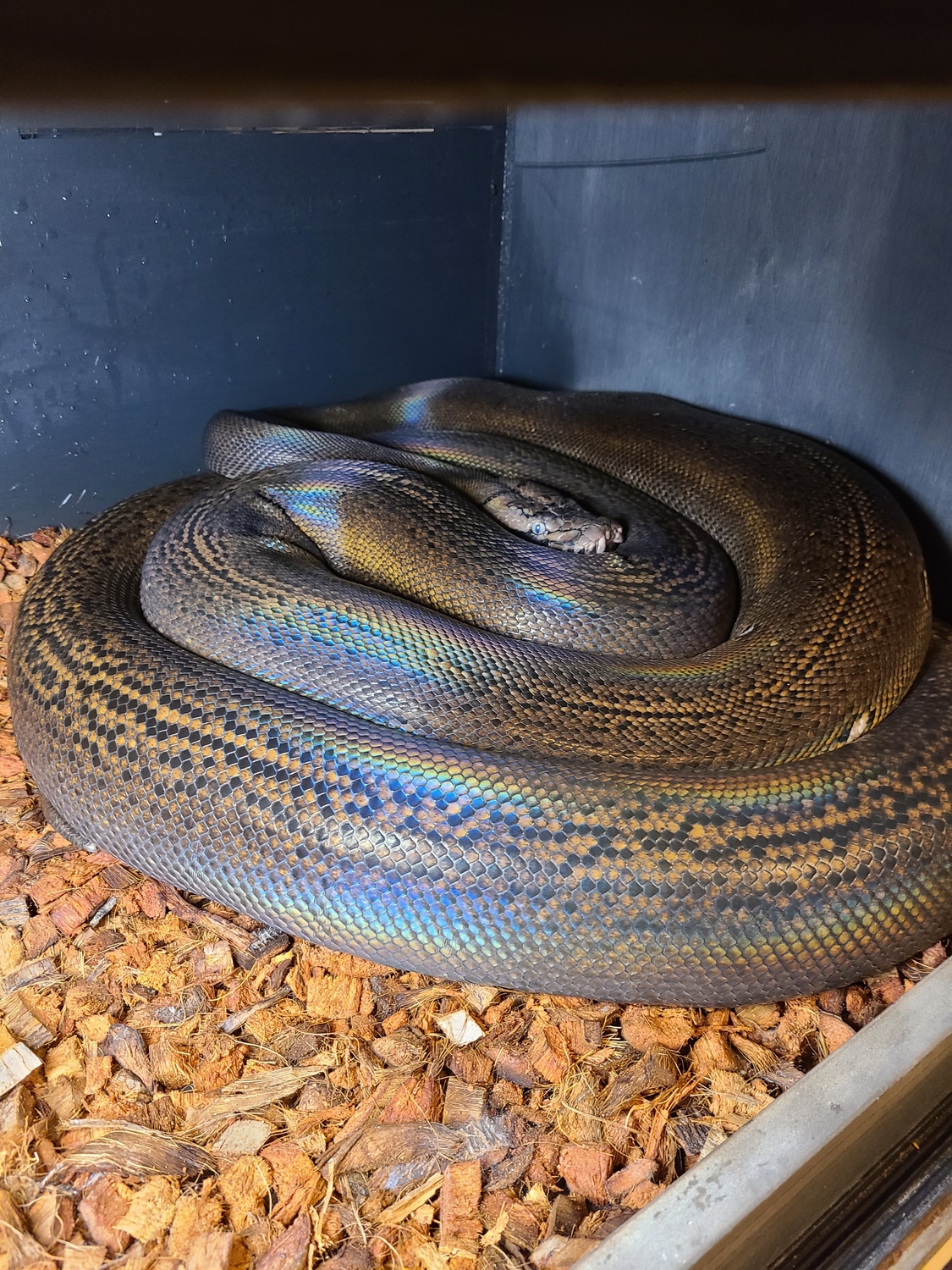 Goldenchild Tiger Female Reticulated Python by Palmetto State Pythons ...