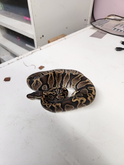 GHI Het Axanthic VPI Ball Python by Palm's Pythons