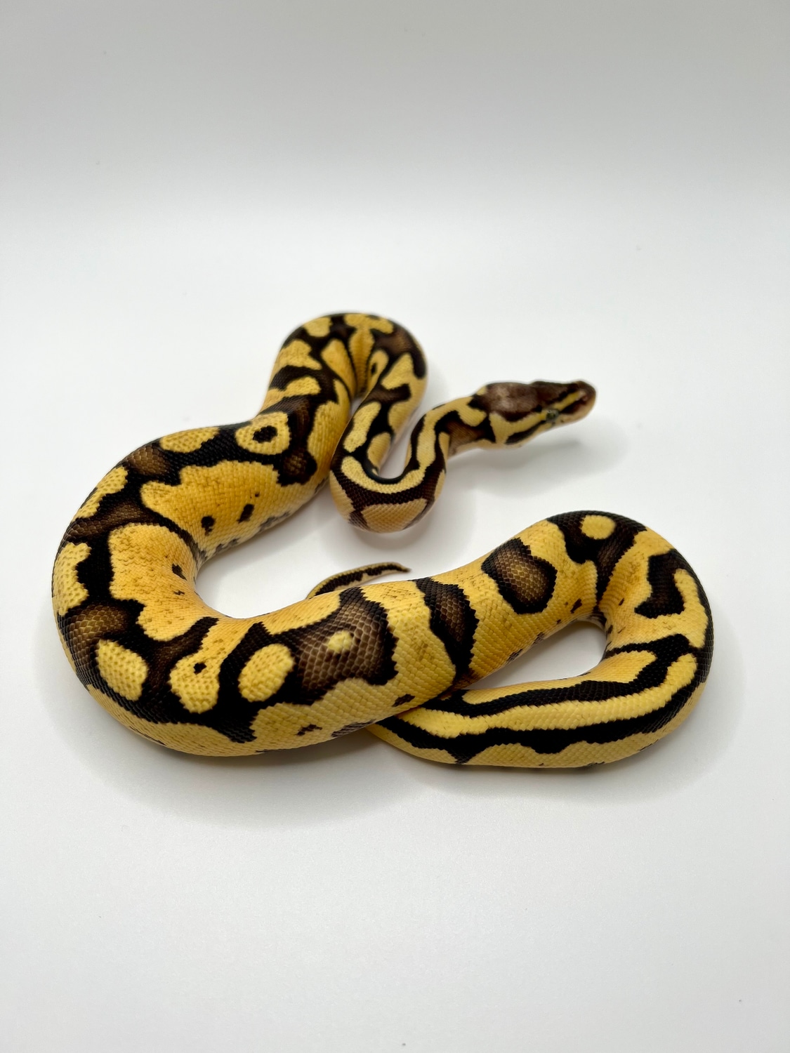 Palo Verde Pythons