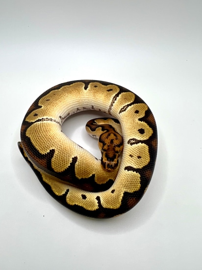 *no reserve* fire orange dream clown ball python by... Orange Dream Clown Ball Python by Palo Verde Pythons